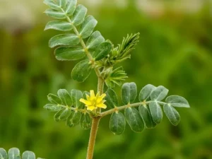 معرفی گیاه خارخاسک